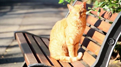 Red cat sitting Stock Footage 46362027