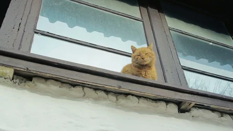 Red cat sitting in front of a window Stock-Footage 79387762