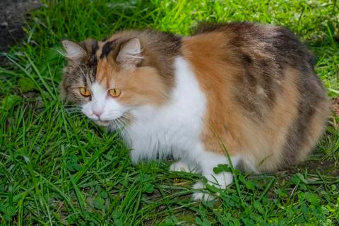 Red cat sitting in grass. Cat in the summer garden. Red cat sits in the garde Stock Photos