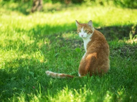 Red cat sitting on the grass looking at the camera Stock Photos