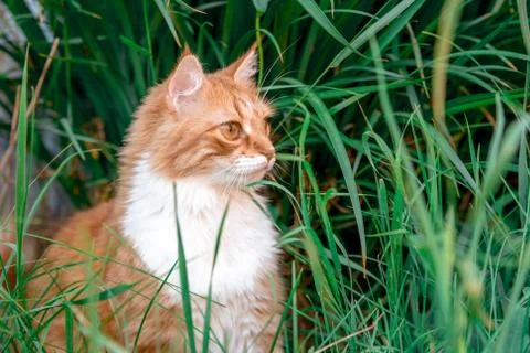 Red cat sitting in the grass Stock Photos