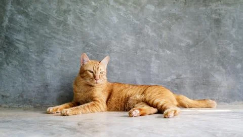 Red cat sitting on a gray background. Stock Photos