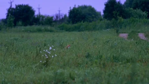 Red cat sitting in green grass. Cat hunting field mice in field Stock Footage 78022531