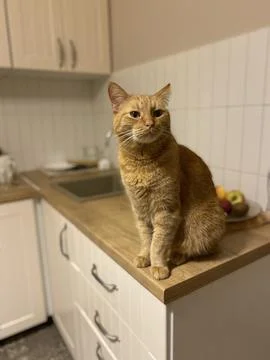 Red cat sitting in the kitchen Stock Photos