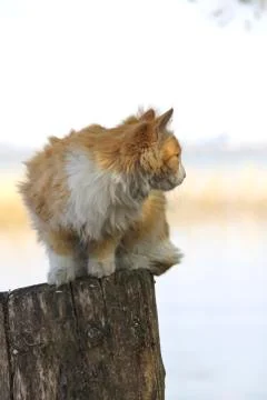 Red cat sitting on a log Stock Photos