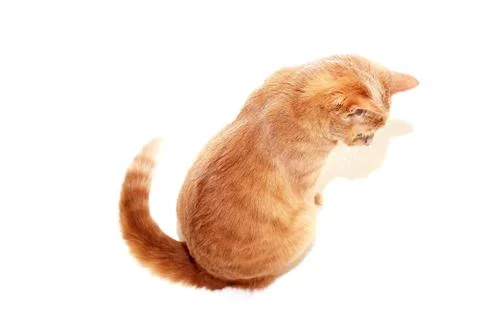 The red cat is sitting looking in front of him sideways to the camera Stock Photos