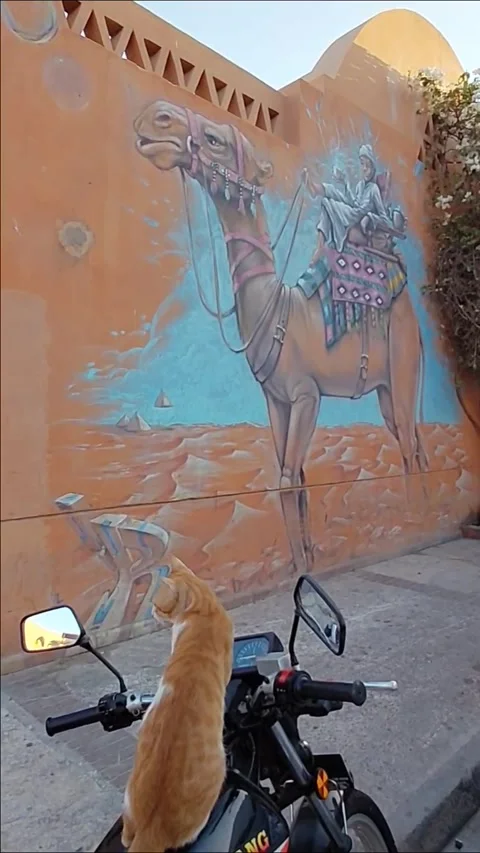Red cat sitting on motorcycle in front of camel mural in El Gouna Egypt. Stock Footage 340111345