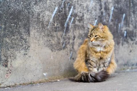 Red cat sitting on the pavement. Stock Photos