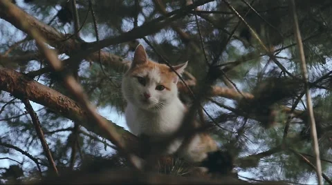 Red cat sitting on a tree branch. Stock Footage 50262371