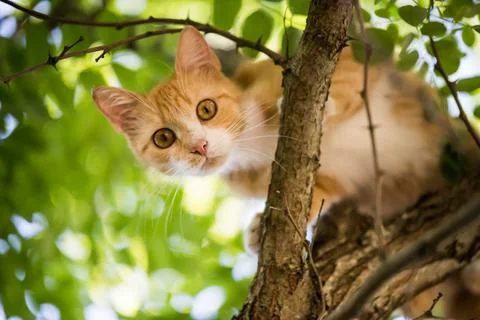 Red cat is sitting on a tree. scared look. Stock Photos
