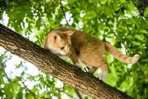Red cat is sitting on a tree. scared look. 스톡 사진
