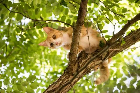 Red cat is sitting on a tree. scared look. Fotos Stock