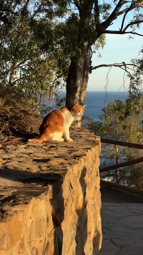 Red cat sitting on wall of Gibralfaro castle in Malaga, Spain. Vertical video Stock Footage 240920652