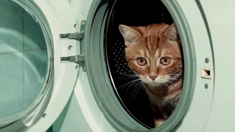 Red cat sitting in washing machine. 4k Stock Footage 82209770