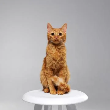Red cat sitting on a white table on a gray background Stock Photos