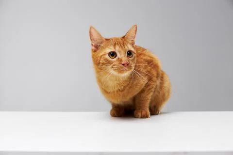 Red cat sitting on a white table on a gray background Stock Photos