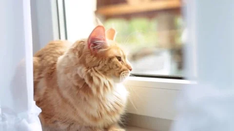 Red cat sitting on the window and looking at me 库存影片 69126547