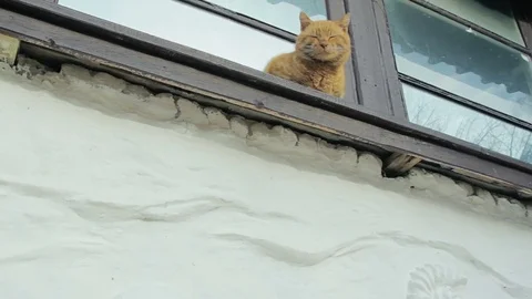 Red cat sitting on the windowsill Stock Footage 79386310