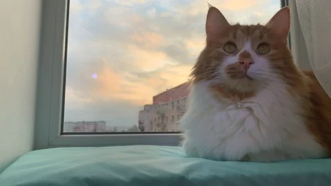 Red cat sitting on the windowsill Stock Footage 121571802
