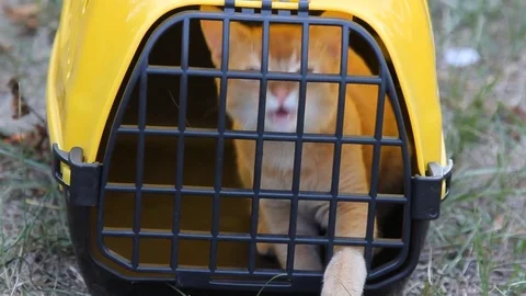 Red cat sitting in yellow pet carrier for animals Stock Footage 71470835