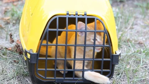 Red cat sitting in yellow pet carrier for animals Stock Footage 71470918