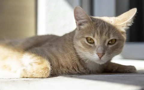 The red cat is sleeping and basking in the sun. 스톡 사진