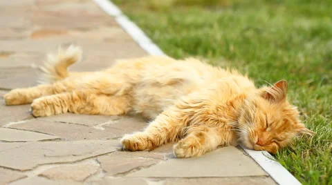 Red cat sleeping and moving the tail Stock Footage 40713437
