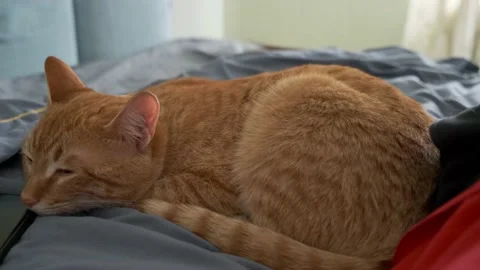 Red cat sleeping on the bed Stock Footage 196712216