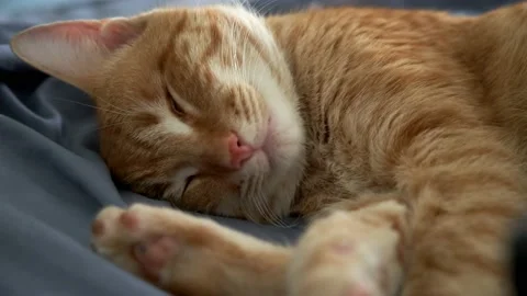 Red cat sleeping on the bed Stock Footage 196712293