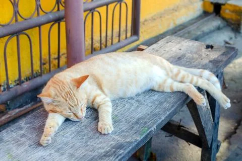 Red cat sleeping on a bench Stock Photos