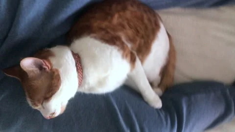 The red cat is sleeping between the legs of a man. Vertical video.. Stock Footage 277112095