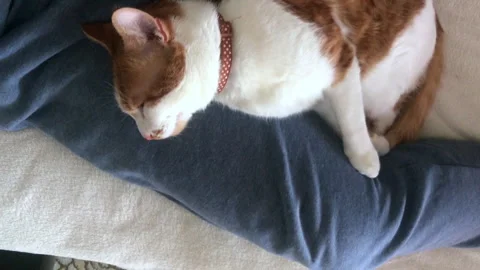 The red cat is sleeping between the legs of a man. Vertical video Stock Footage 277112114