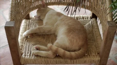 Red cat sleeping on chair Stock Footage 46224988