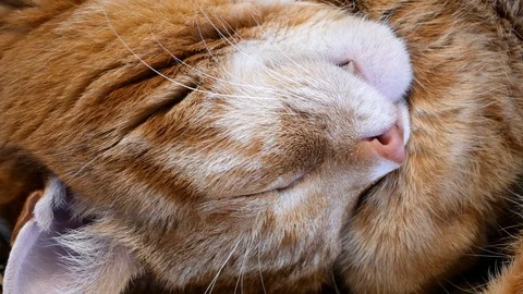 Red cat sleeping close-up. Stock Footage 106374334