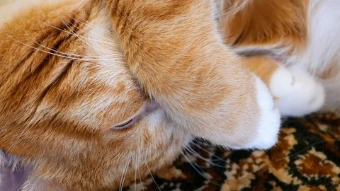 Red cat sleeping close-up. Stock Footage 106376172