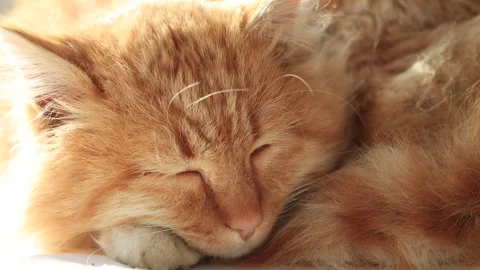 The Red Cat Is Sleeping - Closeup View Stock Footage 278808617
