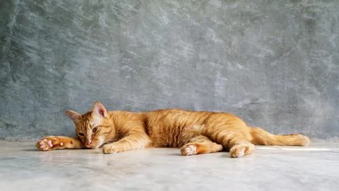 Red cat sleeping on a gray background. Stock Photos