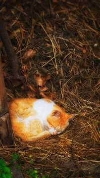 Red cat sleeping on the hay. Stock Photos