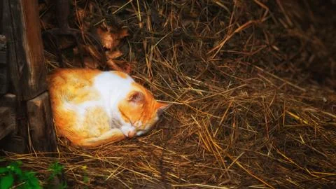 Red cat sleeping on the hay. Stock Photos