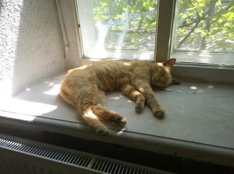 Red cat sleeping Stock Photos