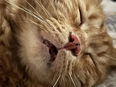 Red cat sleeping Stock Photos