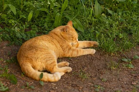 Red cat sleeping in the shade of trees Stock Photos