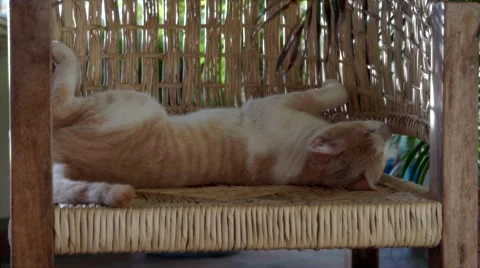 Red cat sleeping weird position Stock Footage 46225128