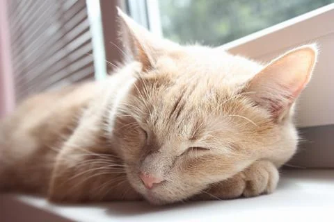 Red cat is sleeping on the windowsill Stock Photos