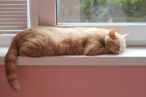 Red cat is sleeping on the windowsill Stock Photos