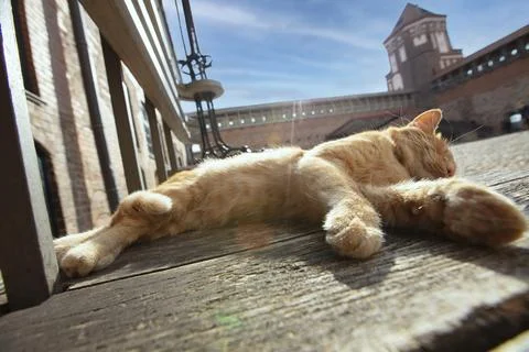 Red cat sleeps on the background of an old castle. The cat lives in the museu Stock Photos
