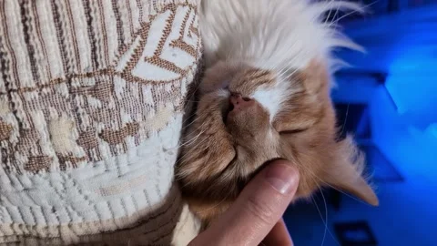A red cat sleeps on the bed, accepting the strokes of his owners. Vertical .. Stock Footage 264153570
