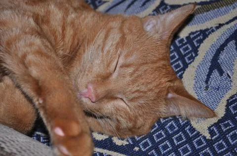 Red cat sleeps on bed Stock Photos