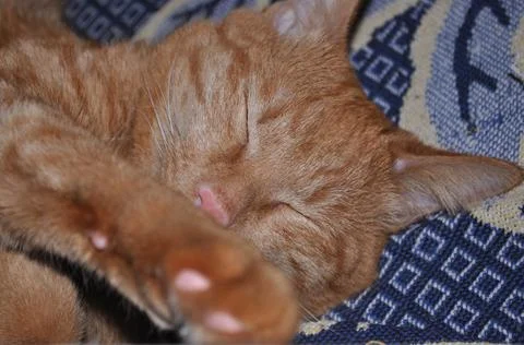 Red cat sleeps on bed Stock Photos