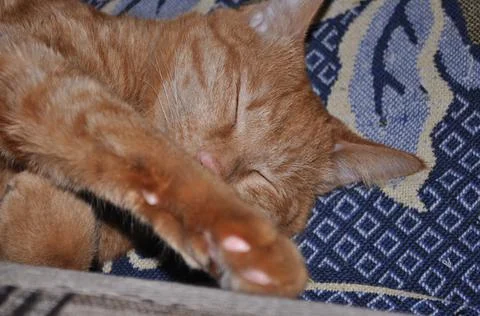 Red cat sleeps on bed Stock Photos